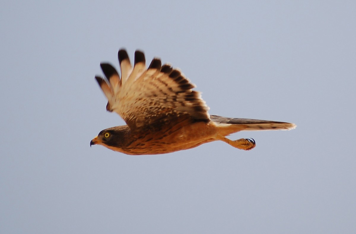 Grasshopper Buzzard - ML639682261