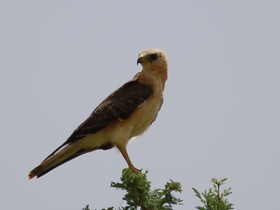 Grasshopper Buzzard - ML639682262