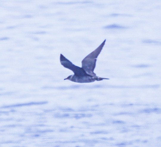 Parasitic Jaeger - ML639682264