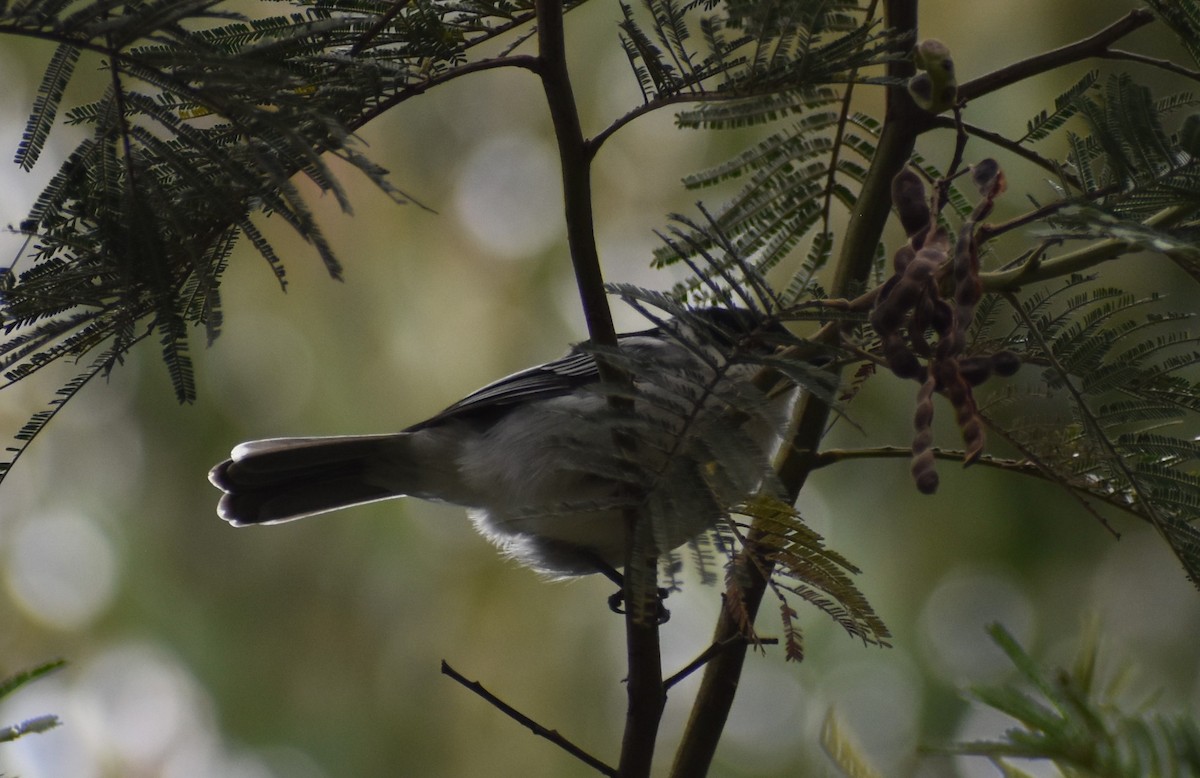 White-bellied Tit - ML639682271