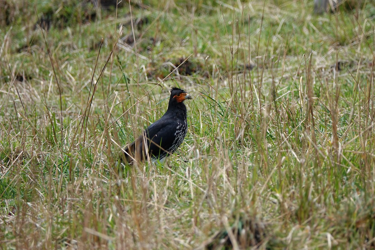 Carunculated Caracara - ML639682276