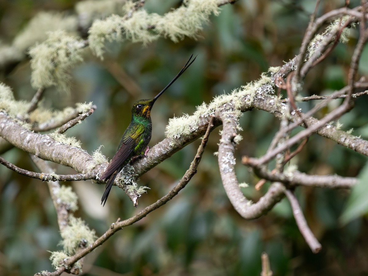 Sword-billed Hummingbird - ML639682278