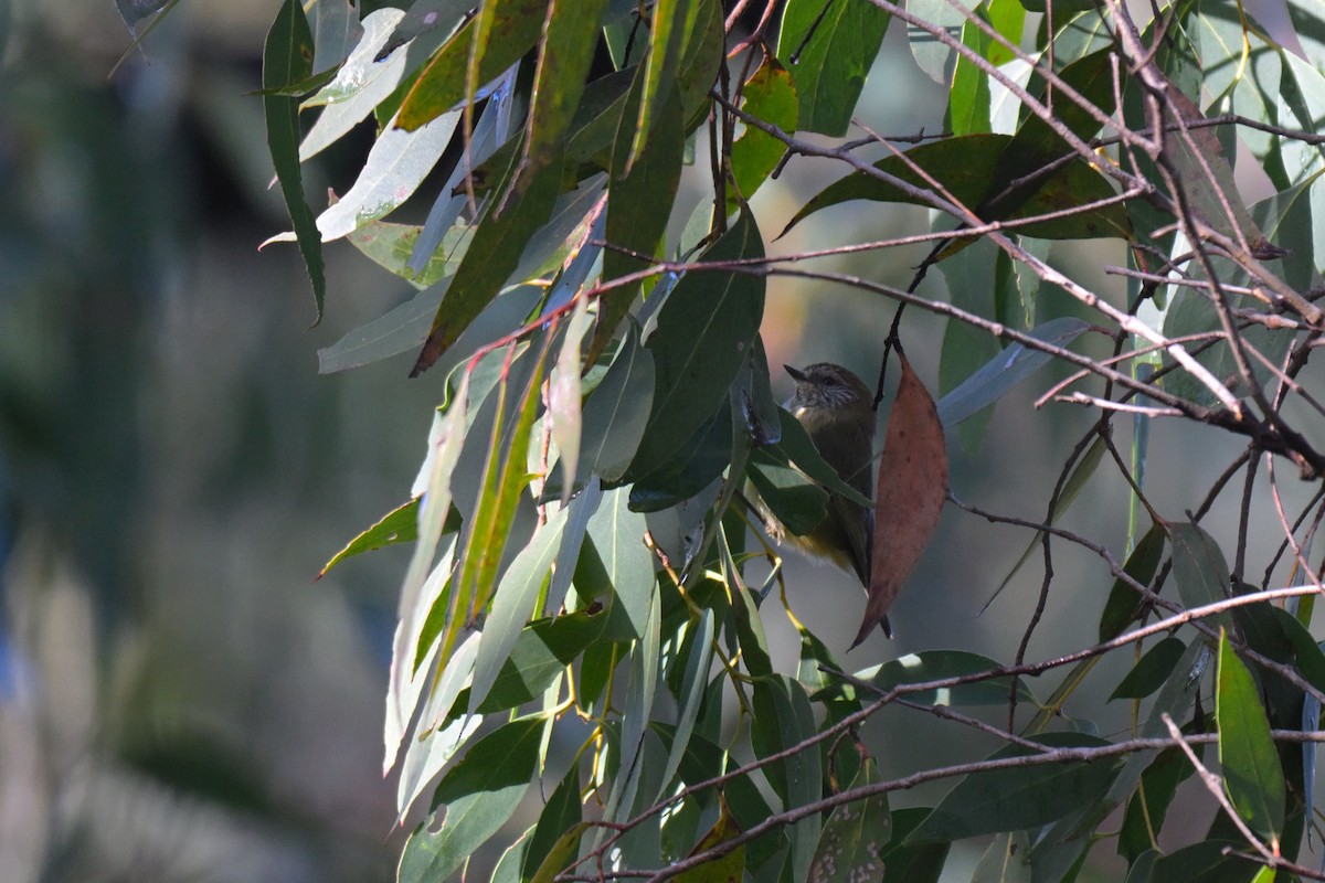 Striated Thornbill - ML639682281