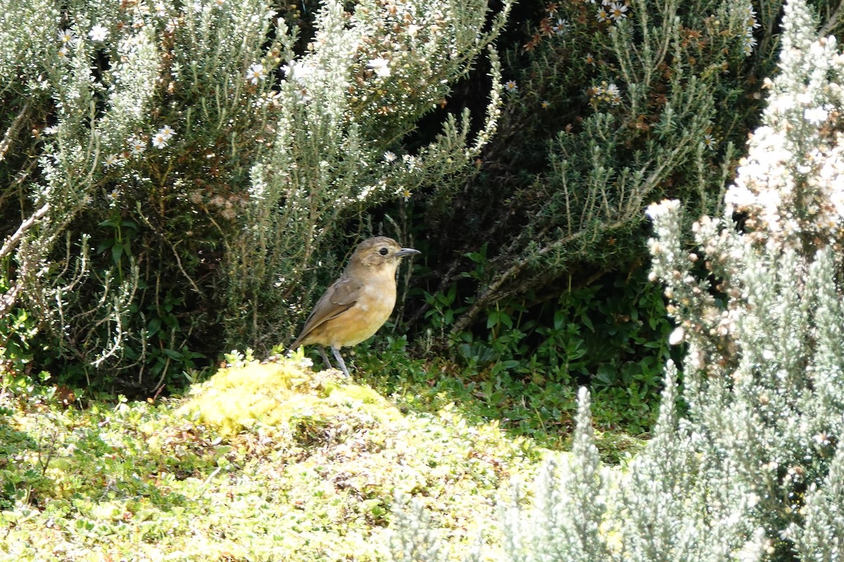 Tawny Antpitta - ML639682285
