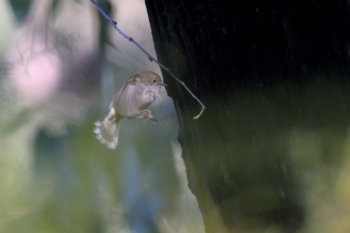 Brown Thornbill - ML639682289
