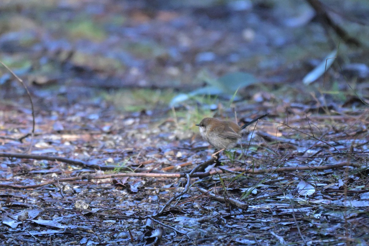 Superb Fairywren - ML639682310