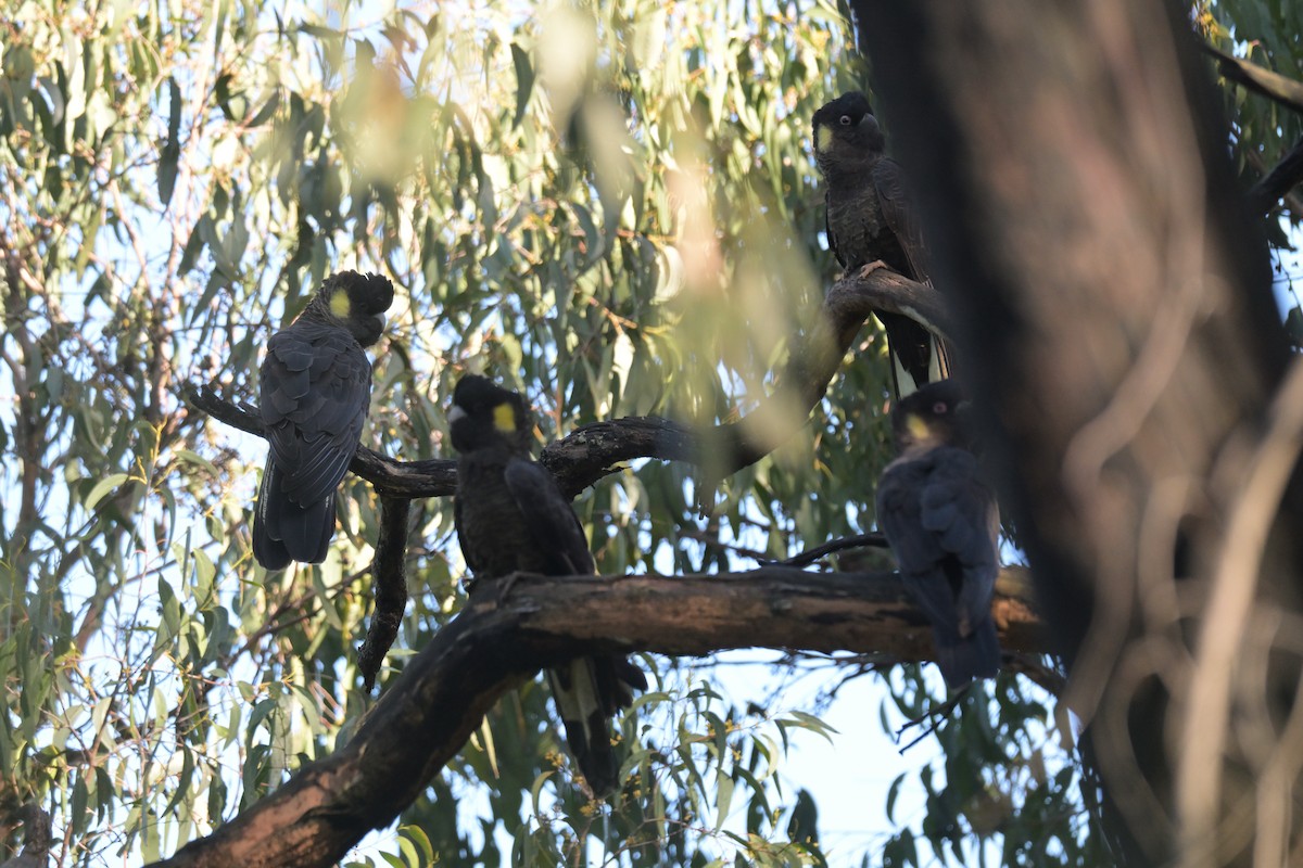 Yellow-tailed Black-Cockatoo - ML639682328