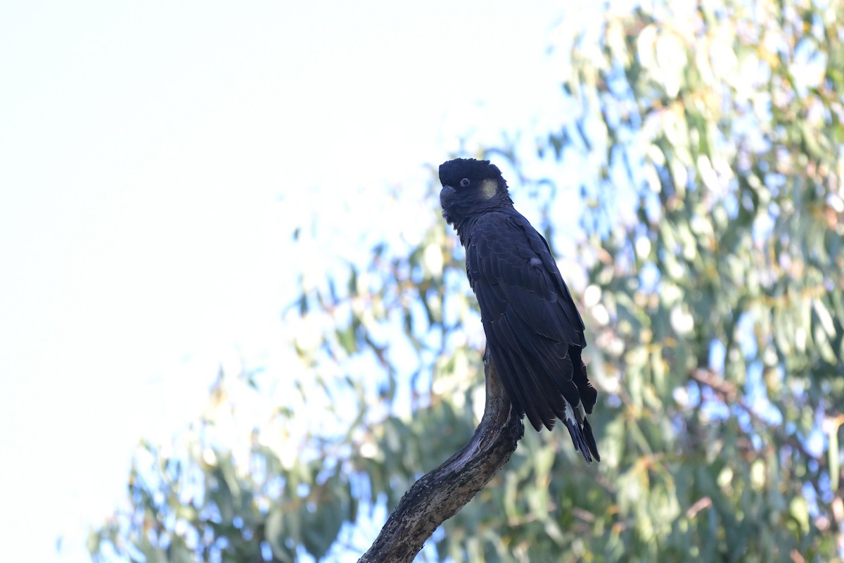 Yellow-tailed Black-Cockatoo - ML639682333