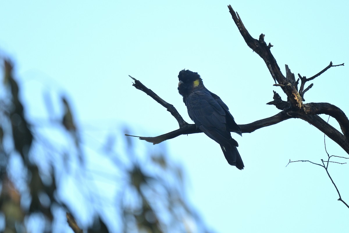 Yellow-tailed Black-Cockatoo - ML639682334