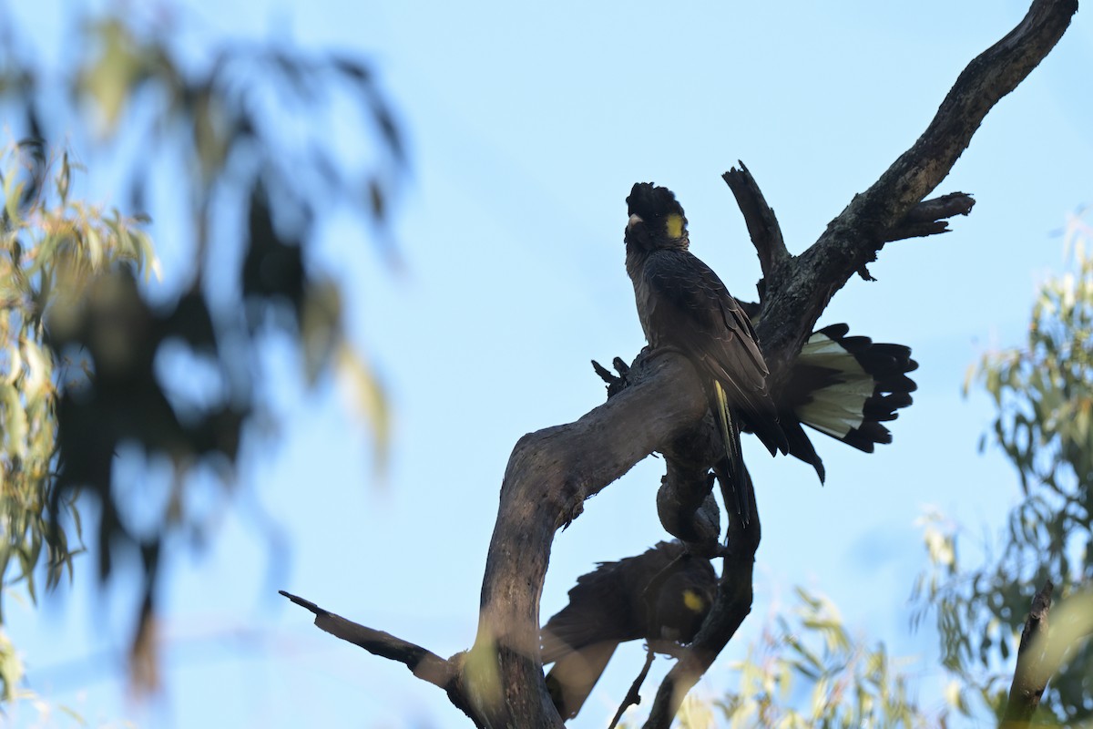 Yellow-tailed Black-Cockatoo - ML639682347