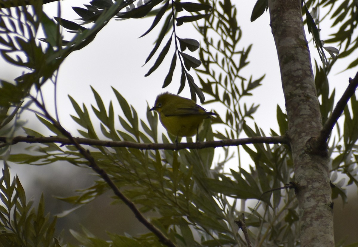 Northern Yellow White-eye - ML639682352