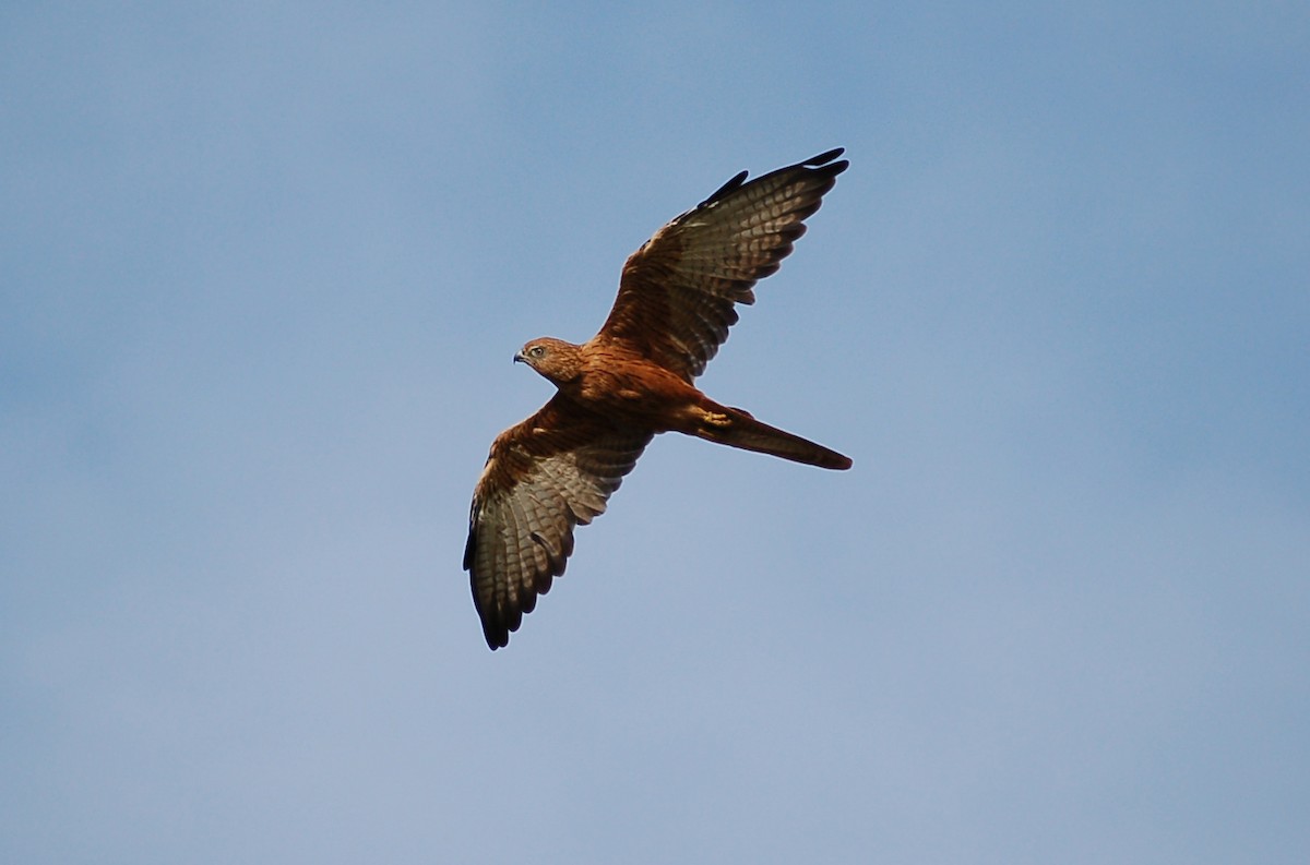 Fox Kestrel - ML639682372