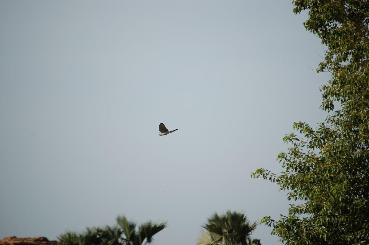 Falco sp. - ML639682430