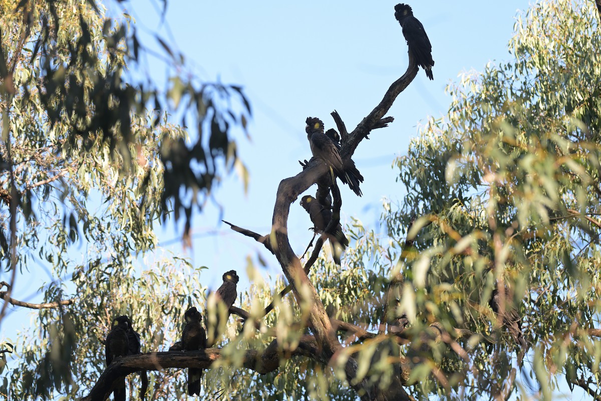 Yellow-tailed Black-Cockatoo - ML639682461
