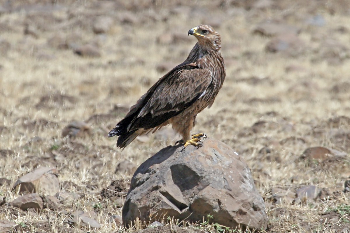 Savannenadler - ML639682477