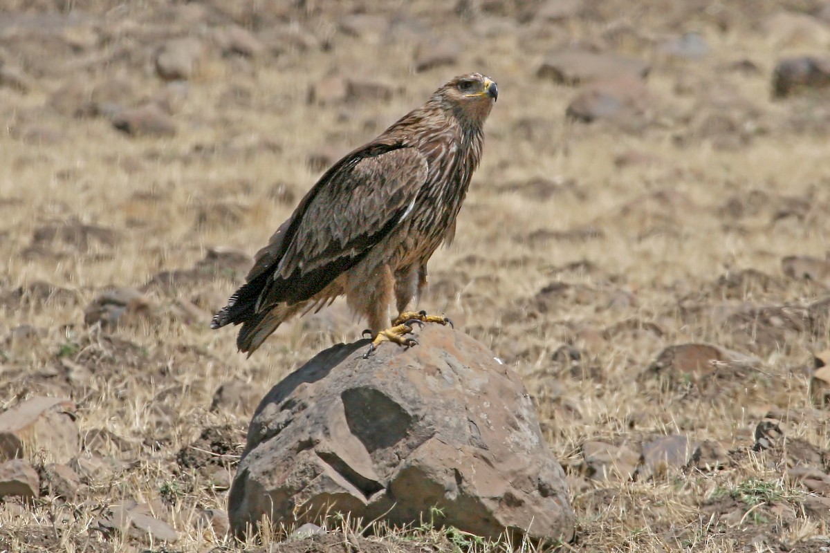 Savannenadler - ML639682481