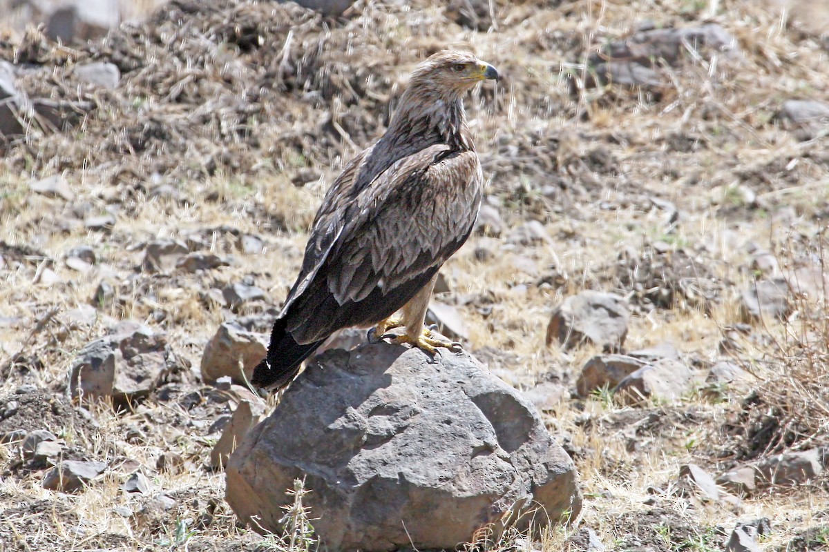 Savannenadler - ML639682485
