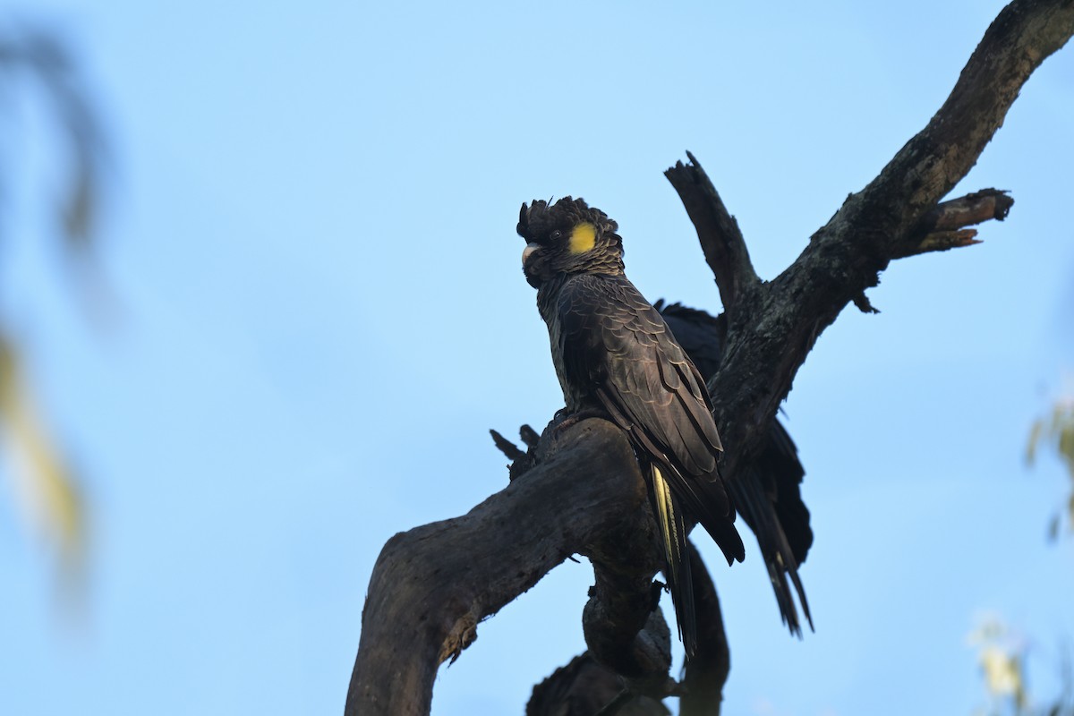 Yellow-tailed Black-Cockatoo - ML639682489