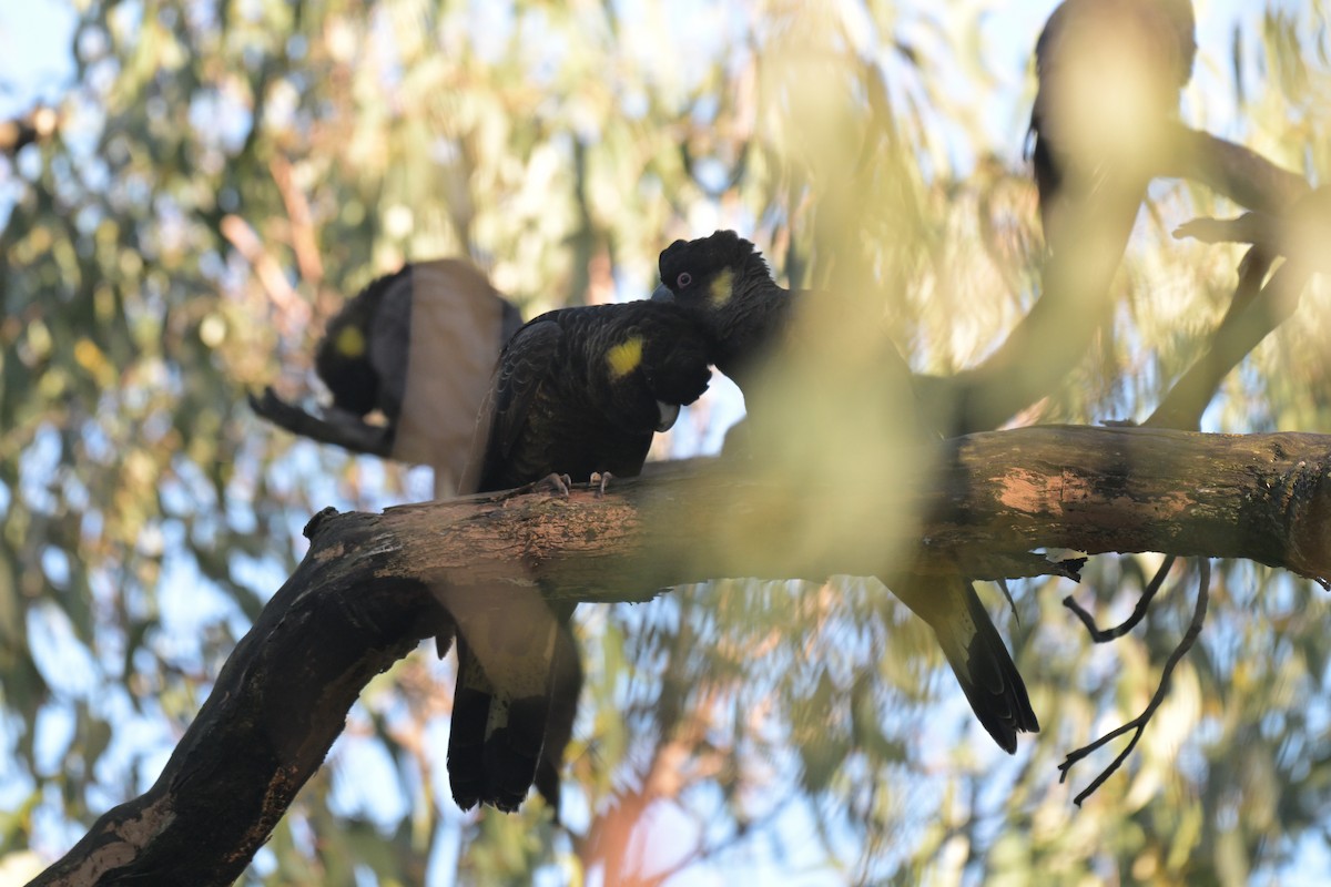 Yellow-tailed Black-Cockatoo - ML639682490