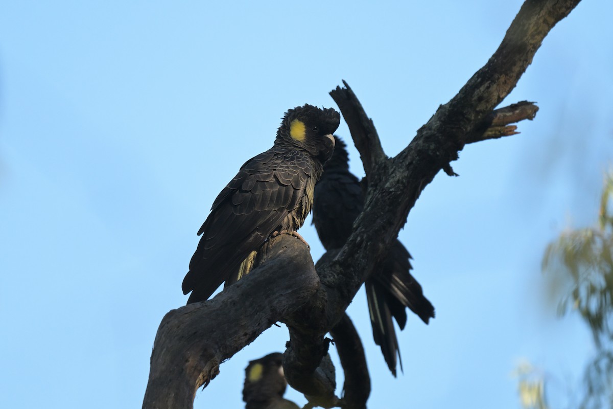 Yellow-tailed Black-Cockatoo - ML639682516
