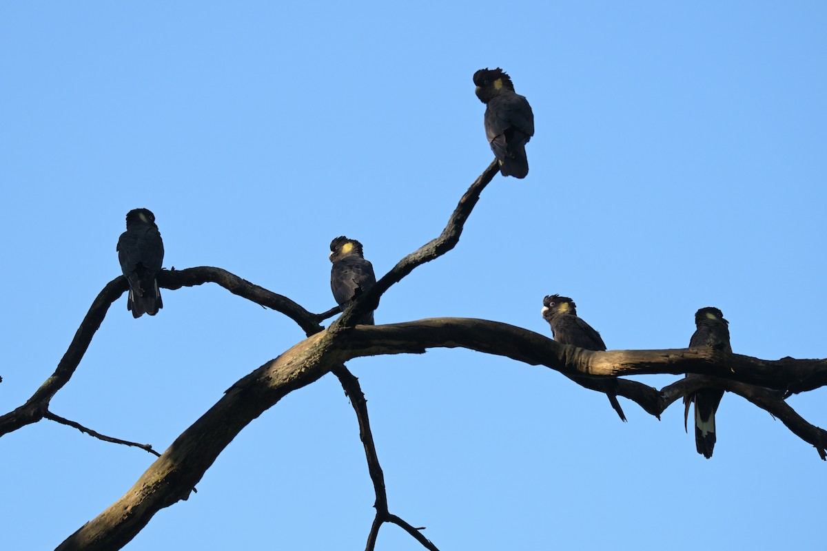 Yellow-tailed Black-Cockatoo - ML639682519