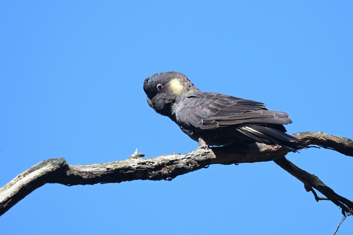 Yellow-tailed Black-Cockatoo - ML639682526