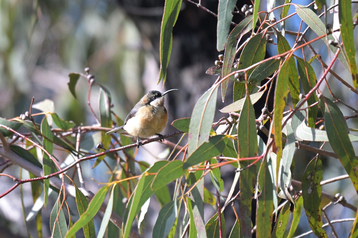 Eastern Spinebill - ML639682541
