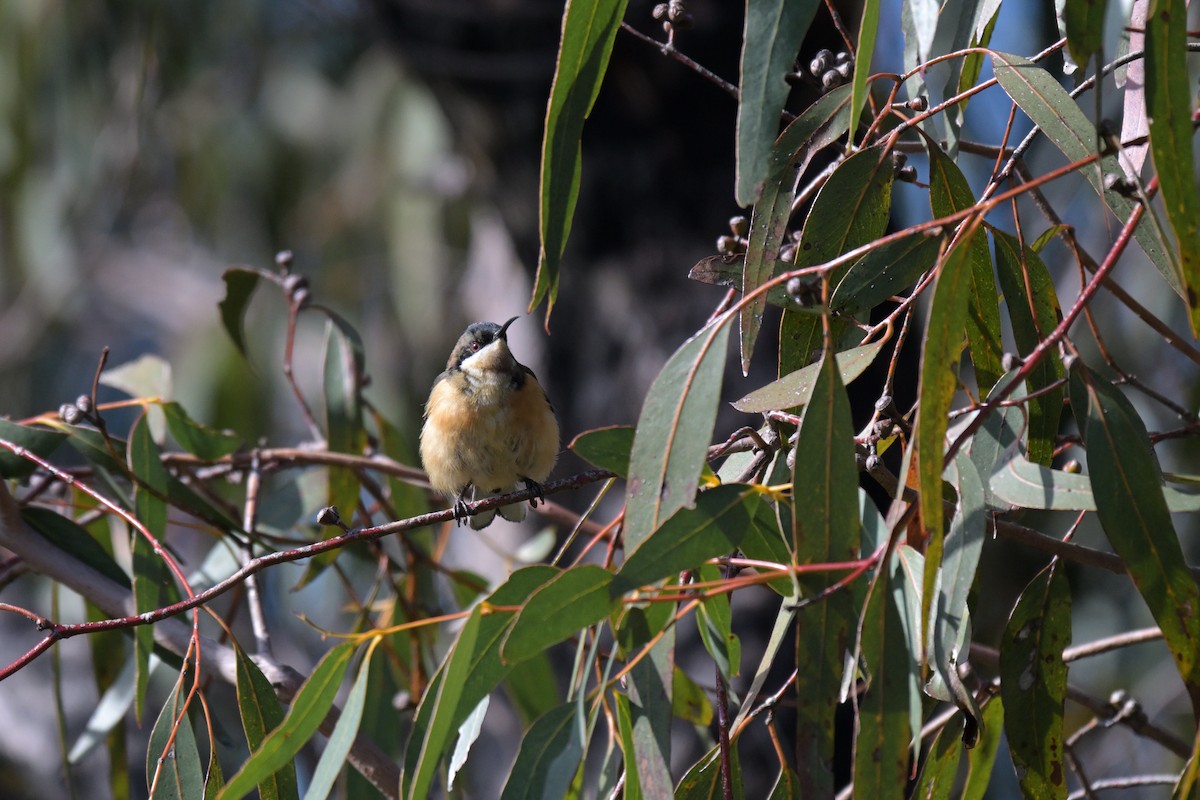 Eastern Spinebill - ML639682542