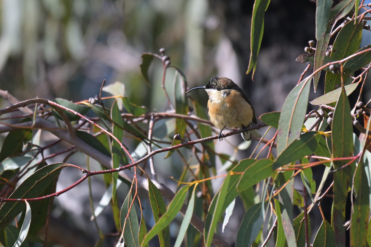 Eastern Spinebill - ML639682553