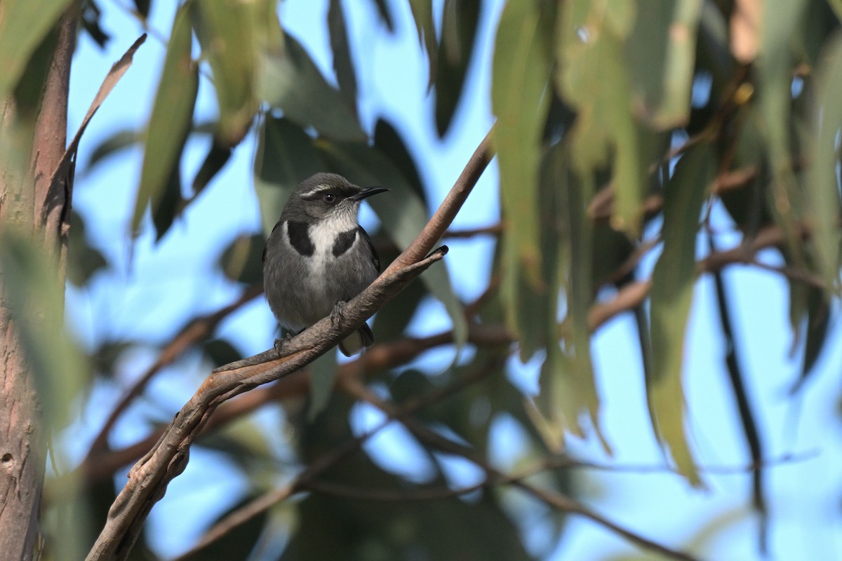 Crescent Honeyeater - ML639682558
