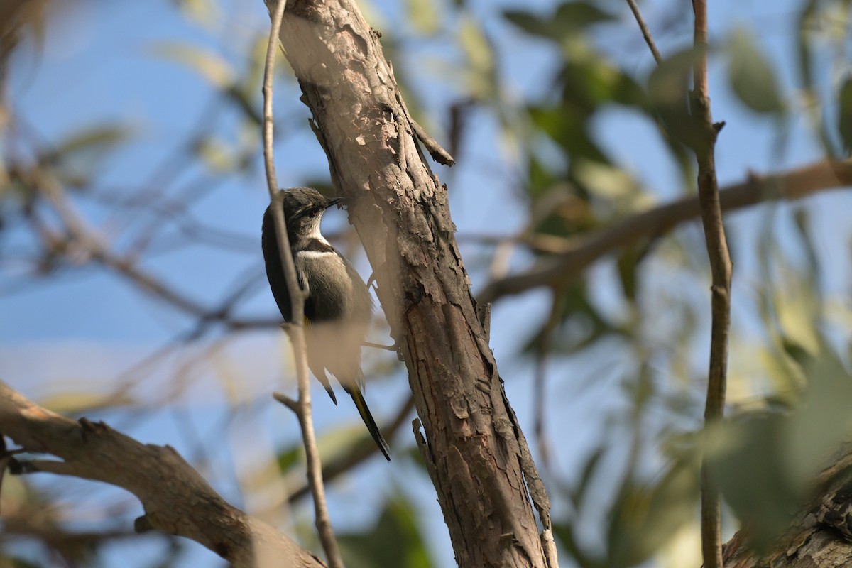 Crescent Honeyeater - ML639682570
