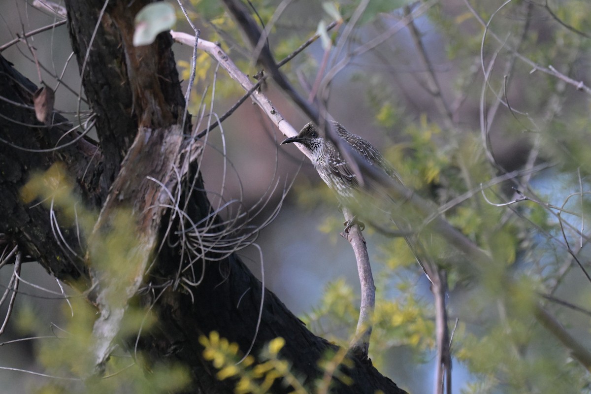 Little Wattlebird - ML639682572
