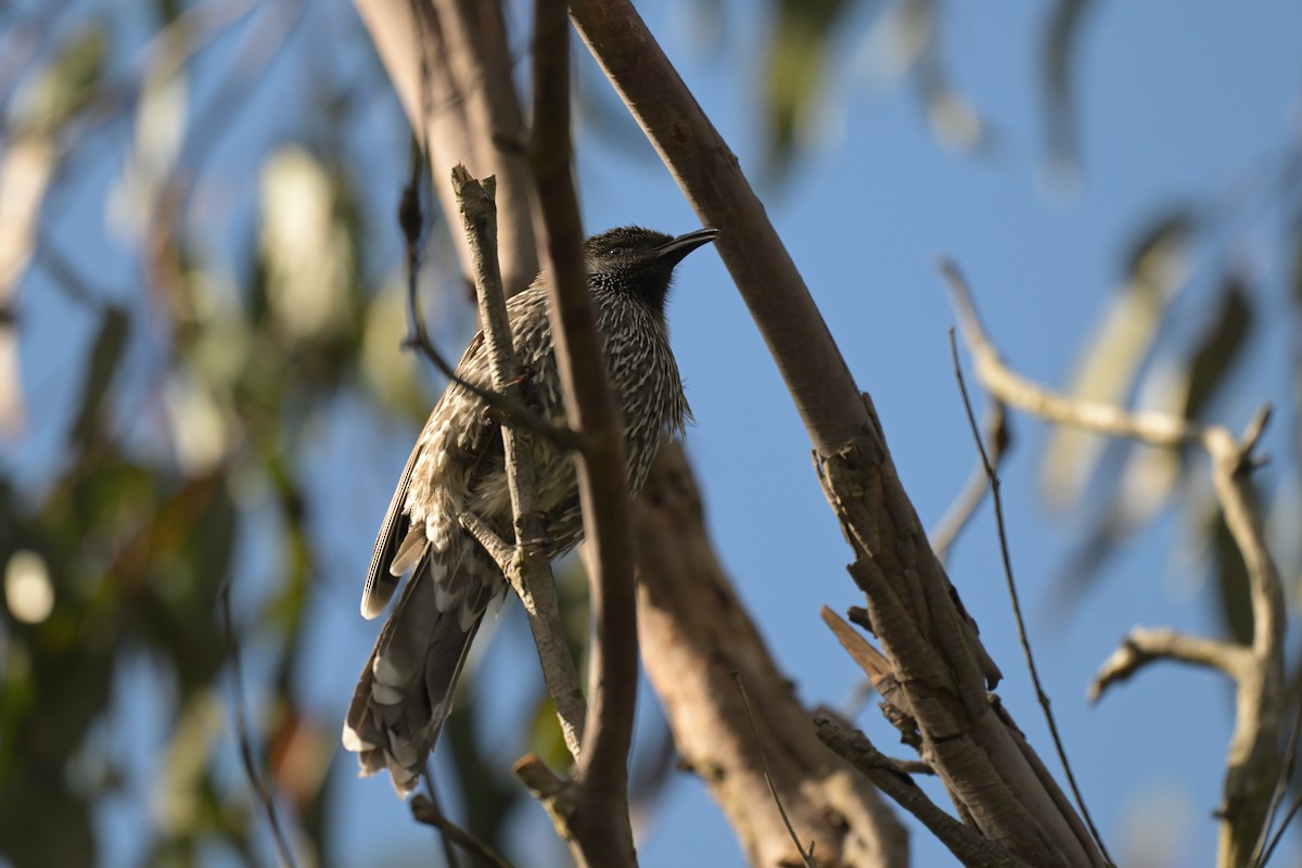 Little Wattlebird - ML639682595