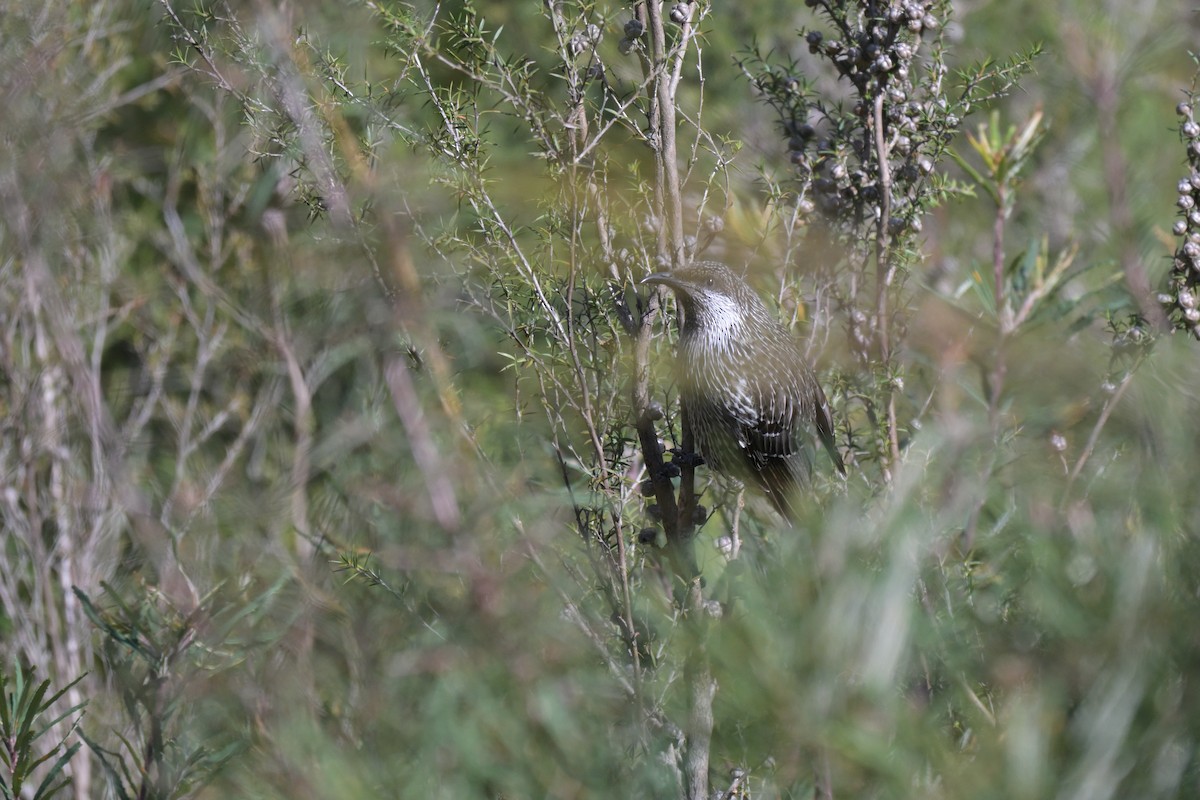 Little Wattlebird - ML639682596