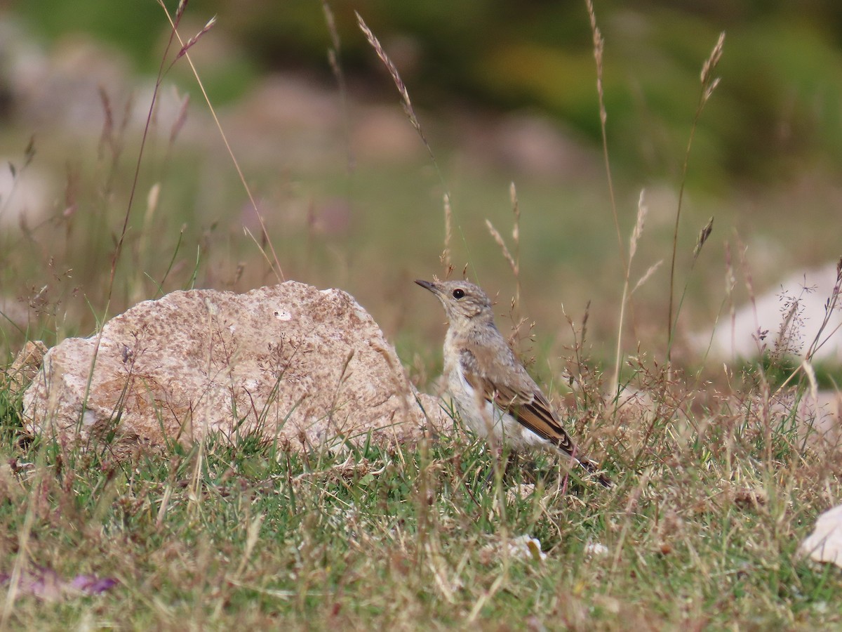 Northern Wheatear - ML639682610