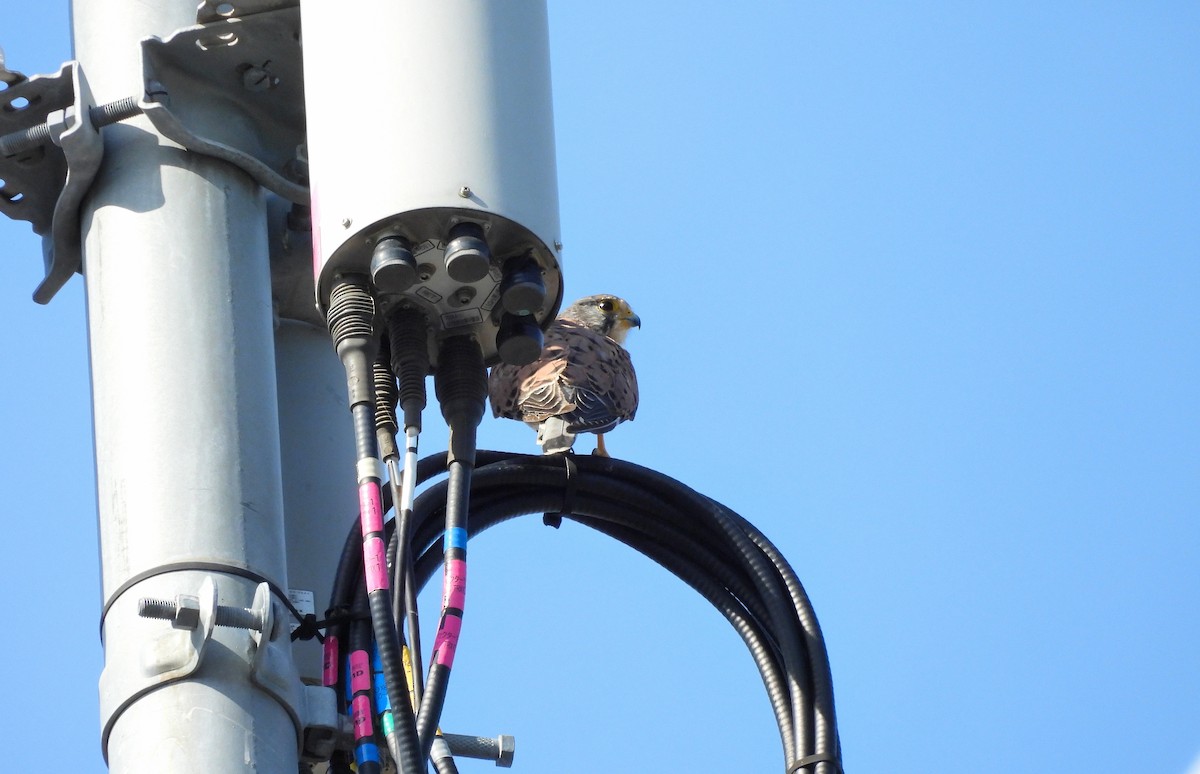 Eurasian Kestrel - ML639682639