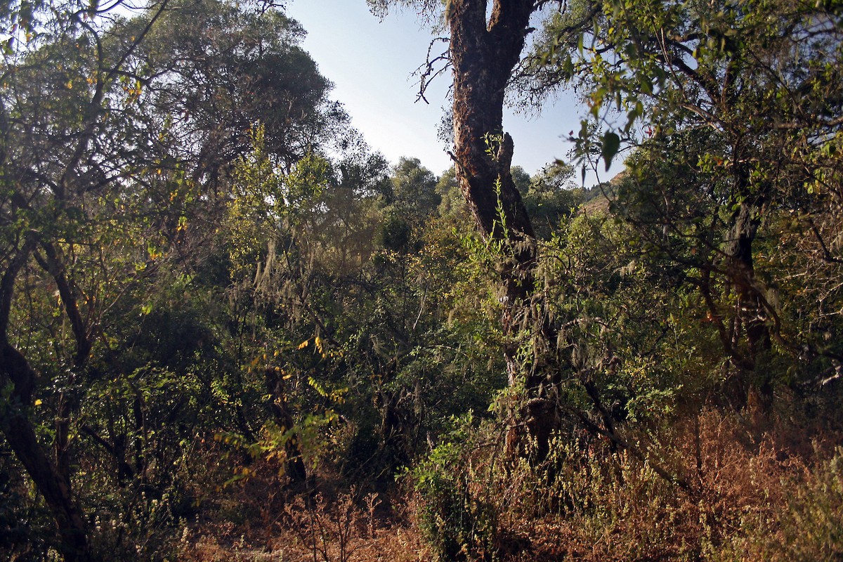 null - ML639682679
