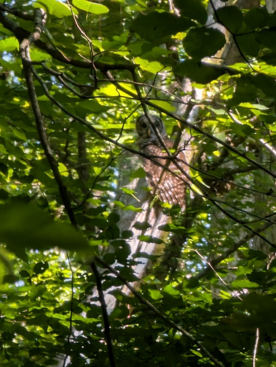 Barred Owl - ML639682694