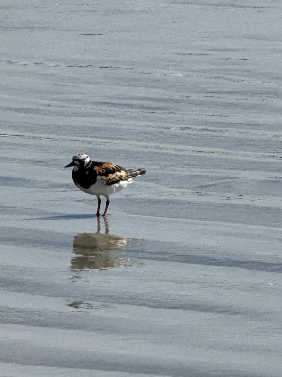 Ruddy Turnstone - ML639682722