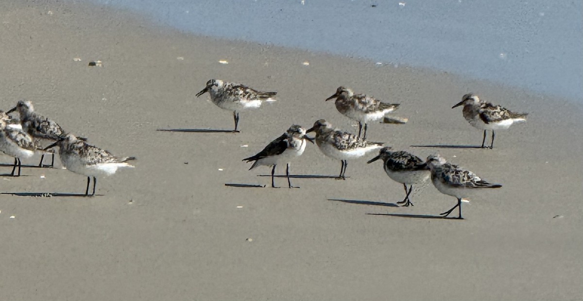 Sanderling - ML639682726