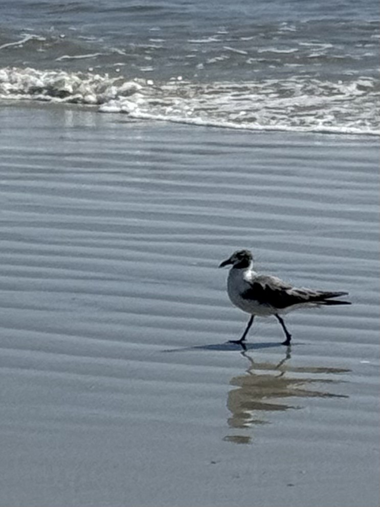 Laughing Gull - ML639682730