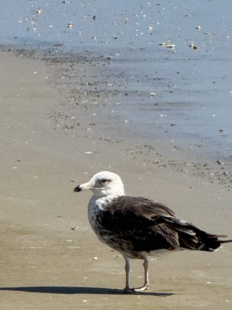 Great Black-backed Gull - ML639682735