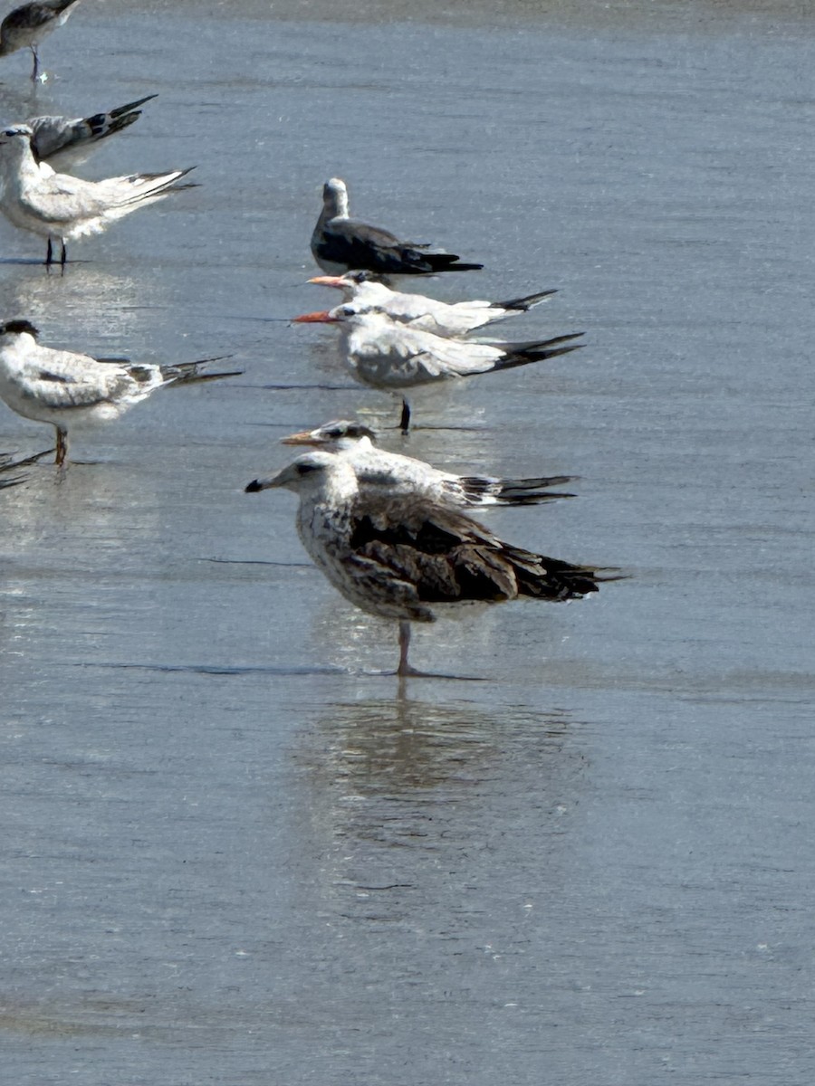 Great Black-backed Gull - ML639682737