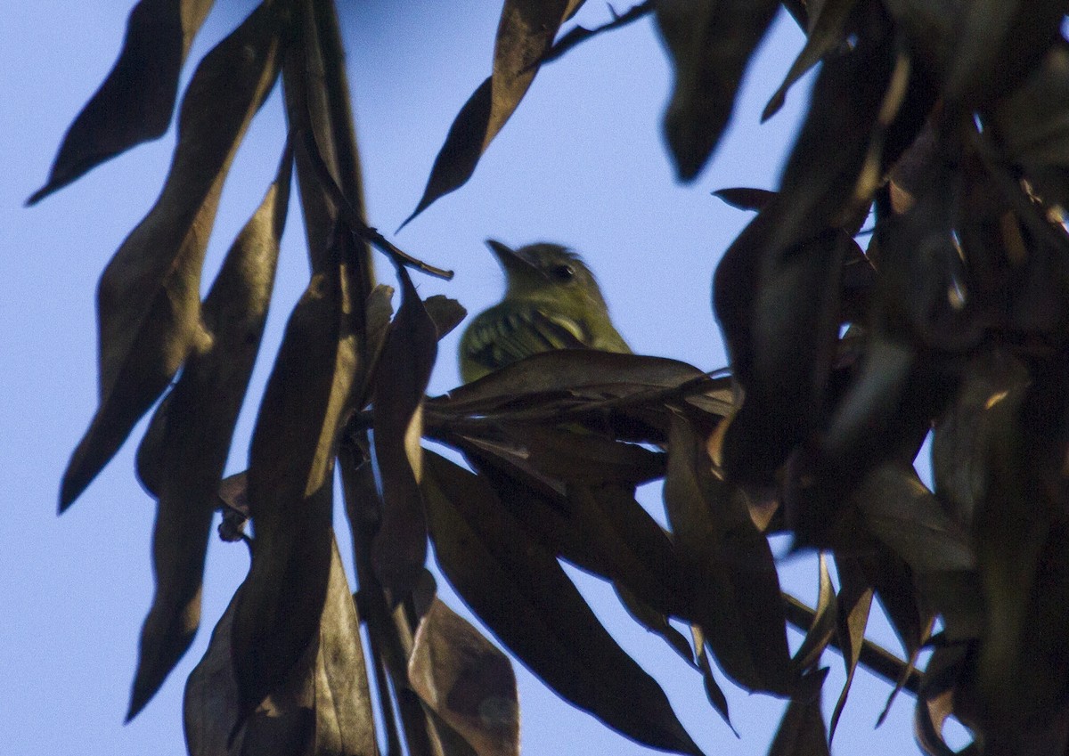 Yellow-margined Flatbill - ML639682742