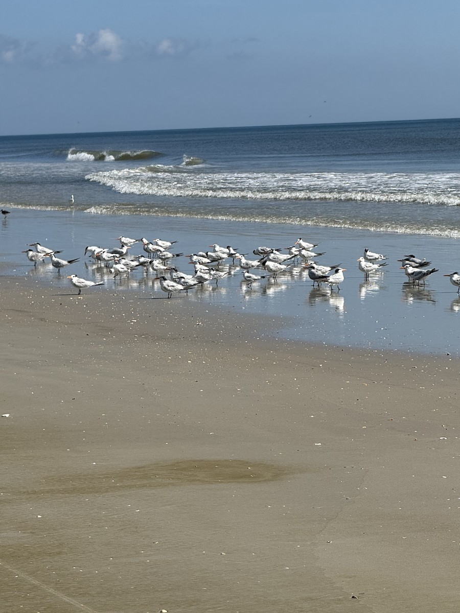 Sandwich Tern - ML639682754
