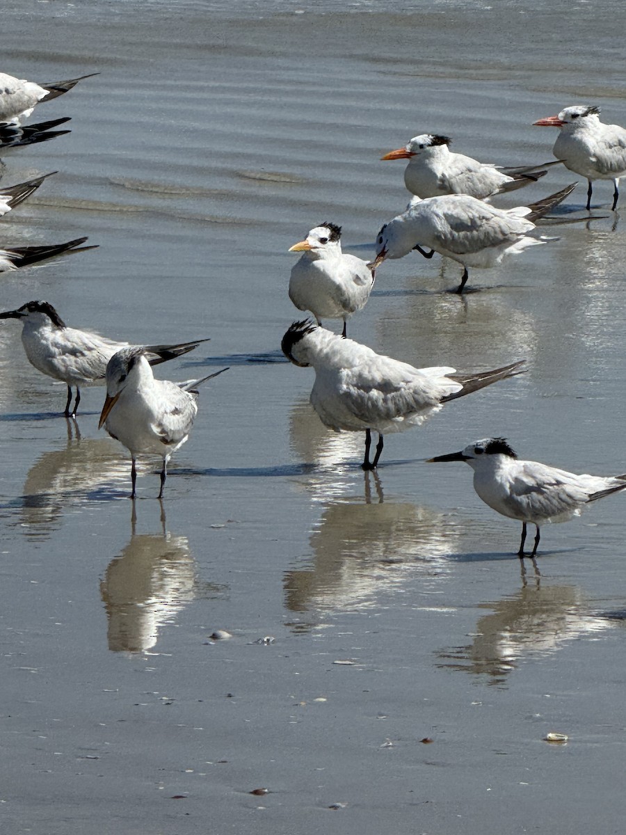 Royal Tern - ML639682786
