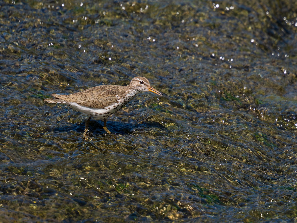 Spotted Sandpiper - ML639682809