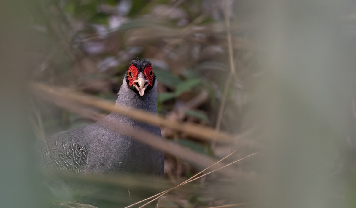 Siamese Fireback - ML639682858