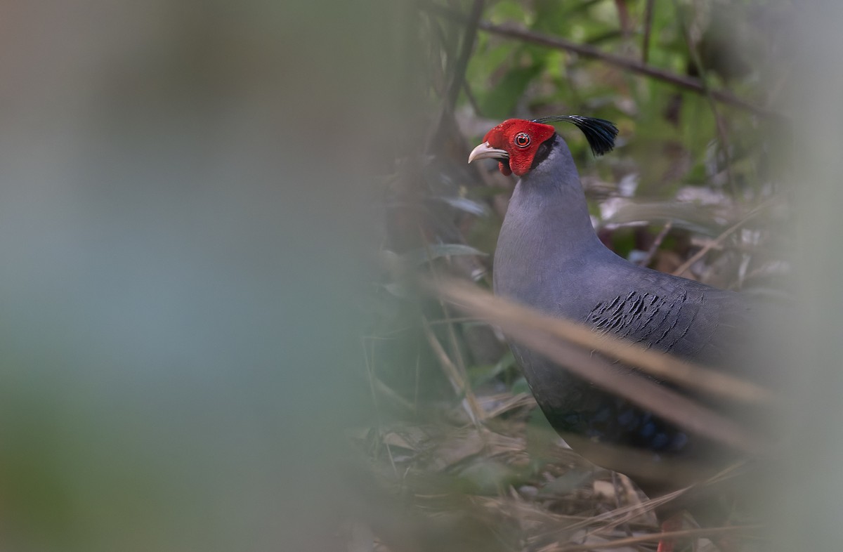 Siamese Fireback - ML639682859