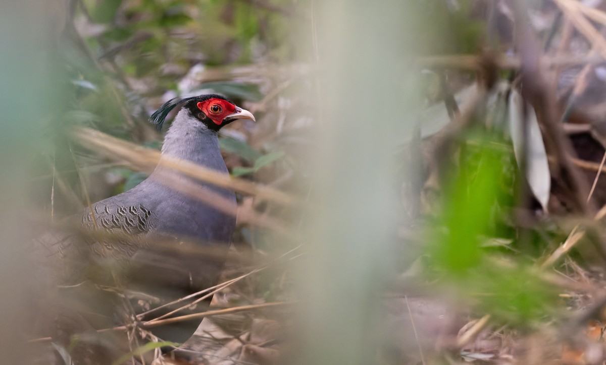 Siamese Fireback - ML639682860